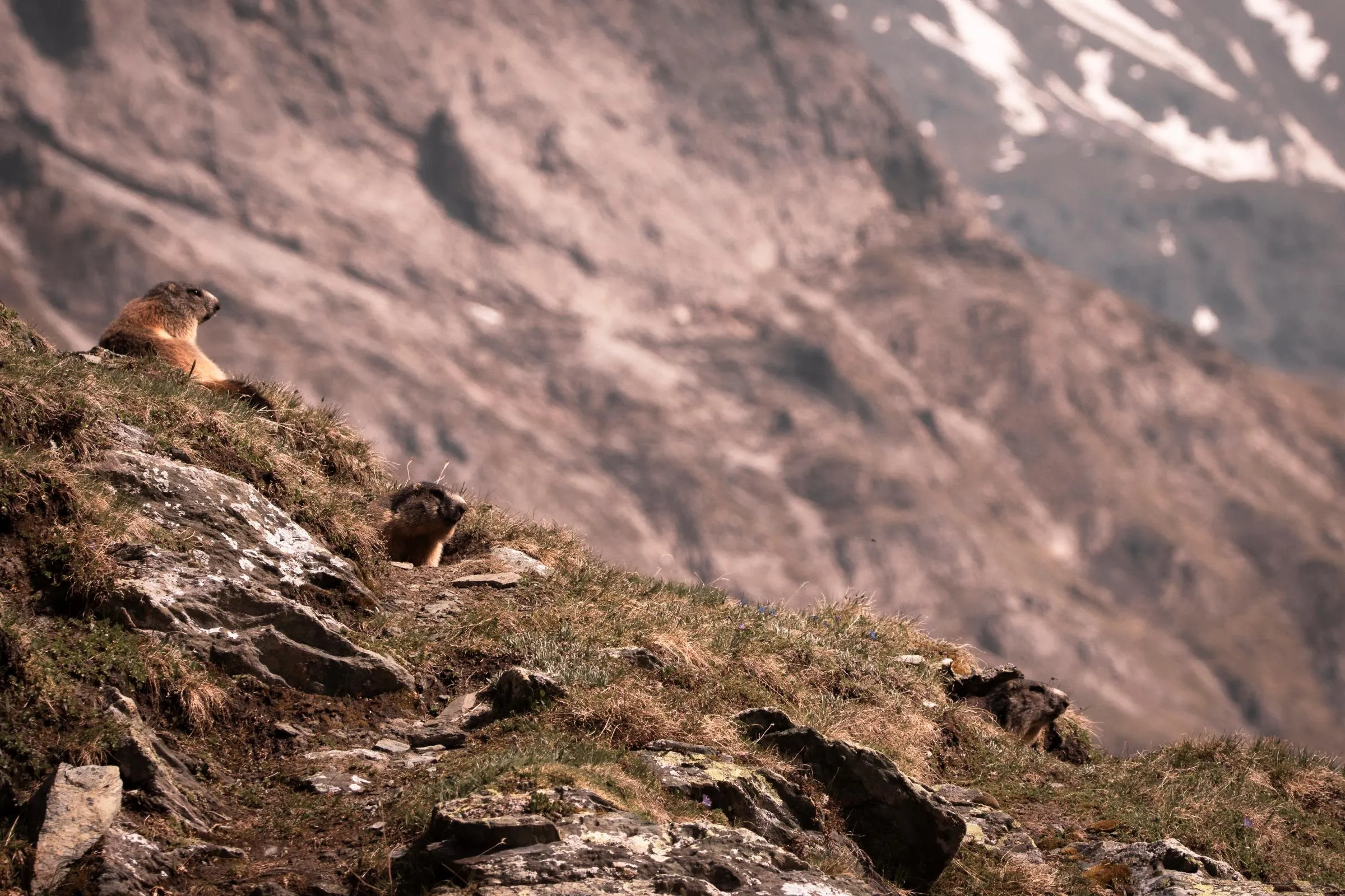 Zwei Murmeltiere an einem felsigen Hang, dahinter verschneite Berggipfel.