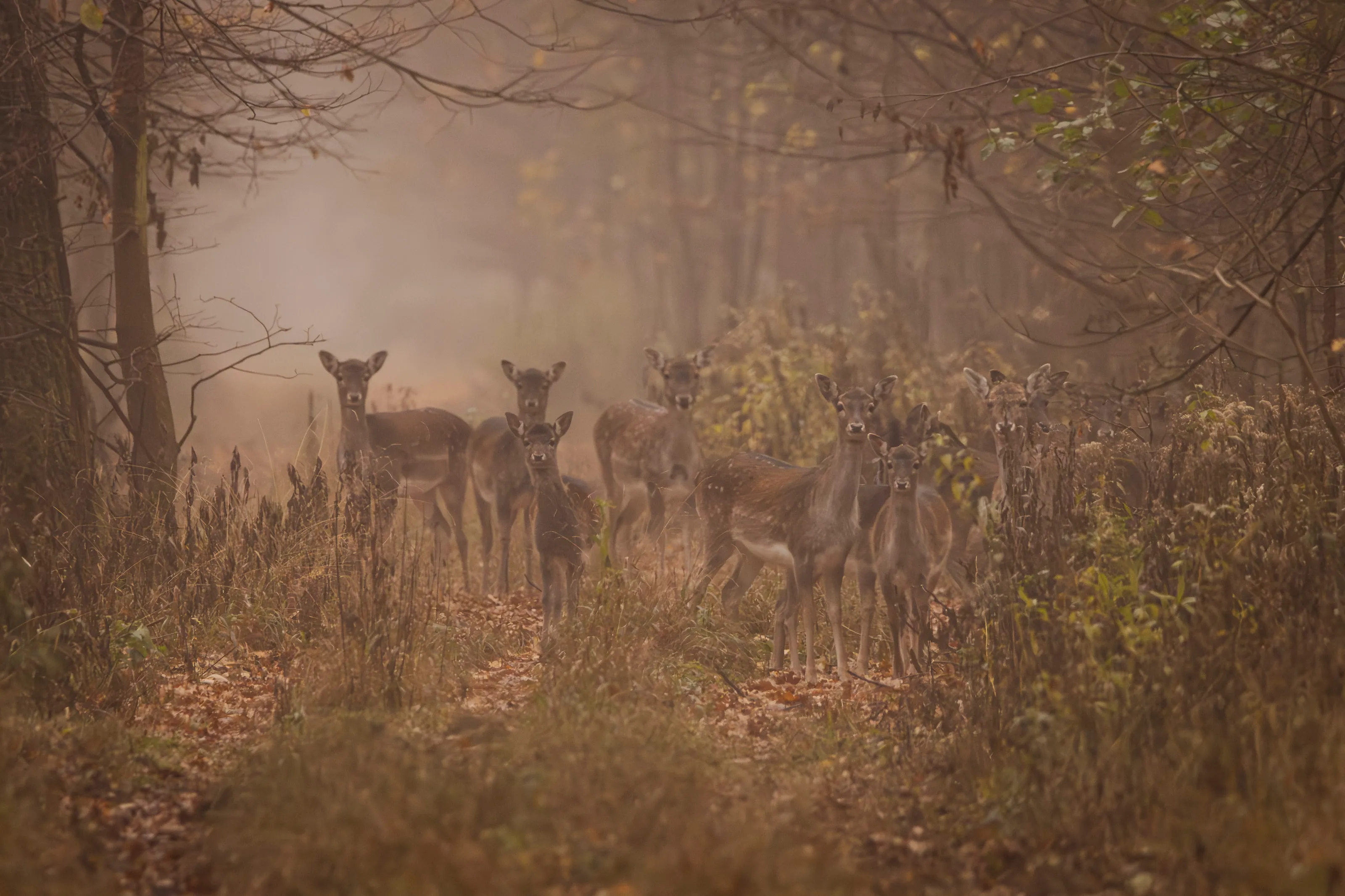 Mehrere Damhirsche stehen in einem nebligen Herbstwald und blicken aufmerksam in Richtung Kamera.