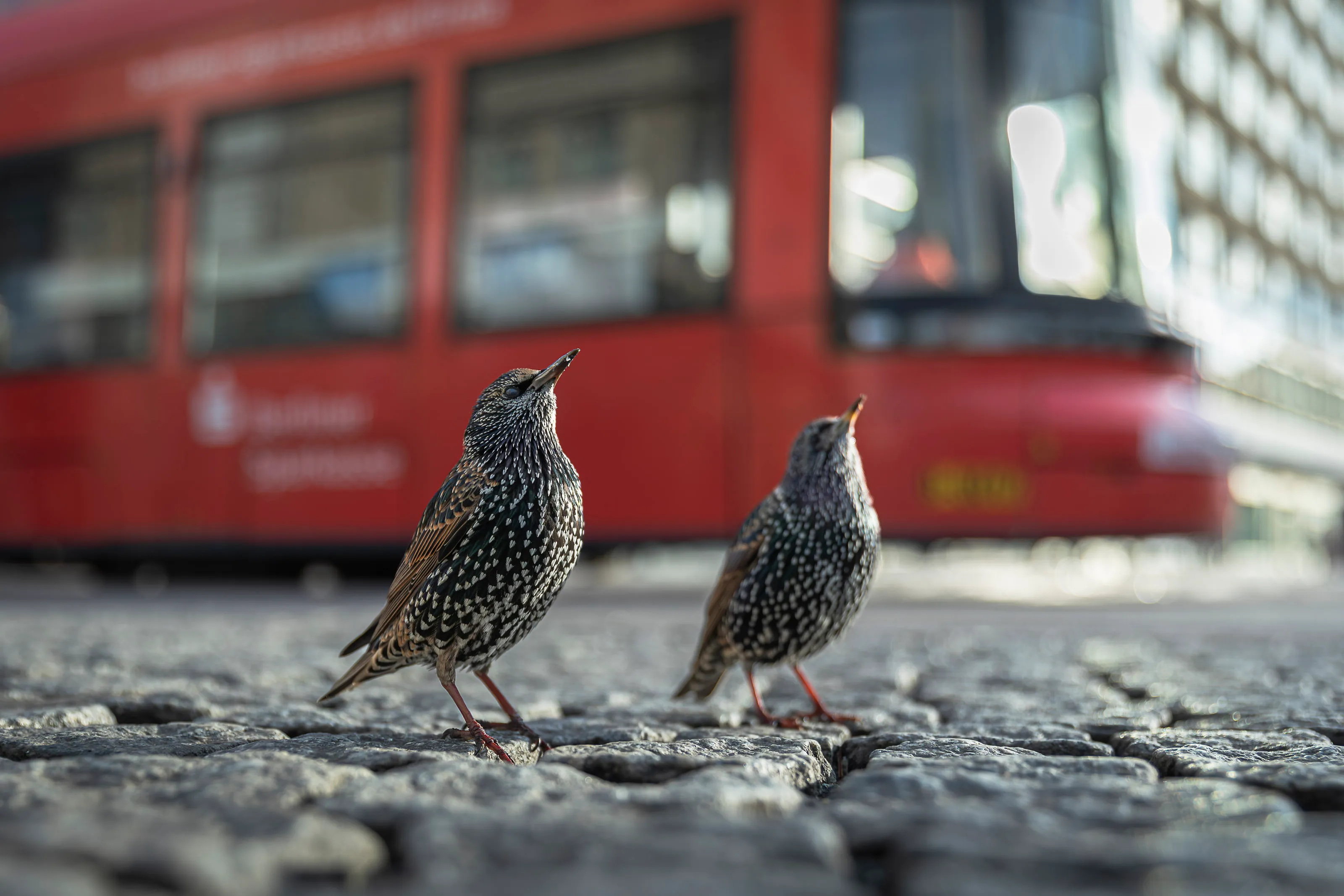 Zwei Stare stehen auf Kopfsteinpflaster, dahinter fährt unscharf eine rote Straßenbahn vorbei.
